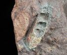 Grammoceras Ammonite - France #4335-5